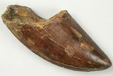 Serrated, Carcharodontosaurus Tooth #201292-1